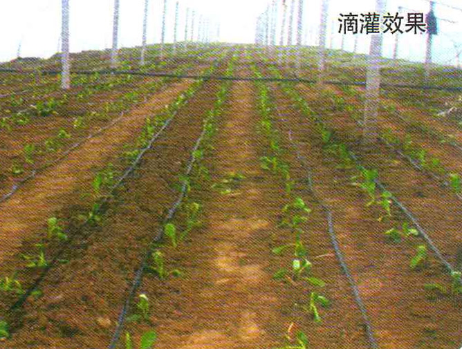 滴灌（guàn）效果