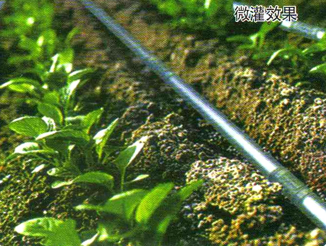 微（wēi）灌效果